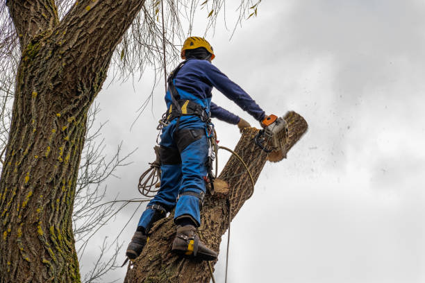 Best Tree Removal Near Me  in Ladonia, AL